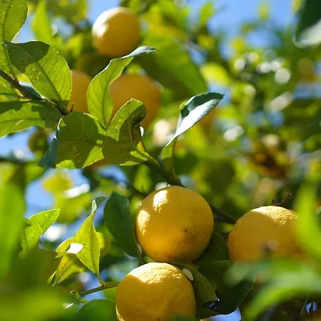 빌라 Cal Rei Gran 포엔샤