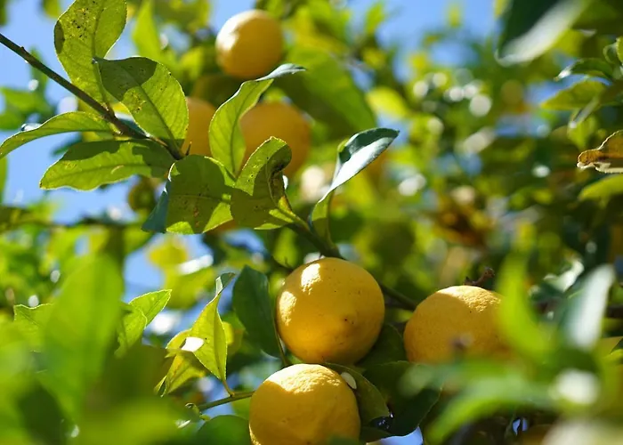 Villa Cal Rei Gran By Balearic Pollensa