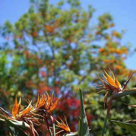 Cal Rei Gran * Pollença